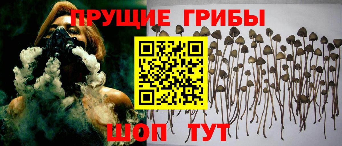 Псилоцибиновые грибы Psilocybe  Вход с VPN  Галлюциногенные грибы Psilocybe  купить наркотик  Ефремов 
